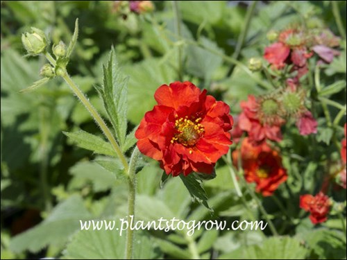 Nice tangerine red or scarlet red flowers